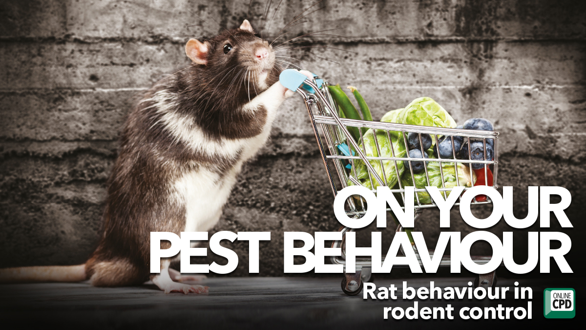 On your pest behaviour